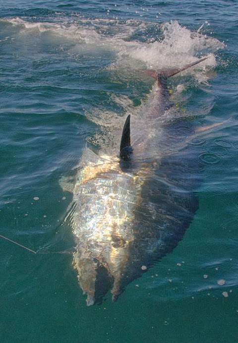 Nova Scotia Tuna Charters